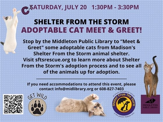 Adoptable Cat Meet & Greet